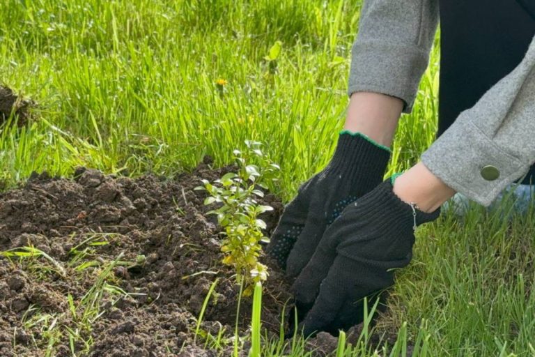 В год белорусской женщины – зеленый вклад в будущее: профактив Главного статистического управления Могилевской области украсил территорию символом вечности